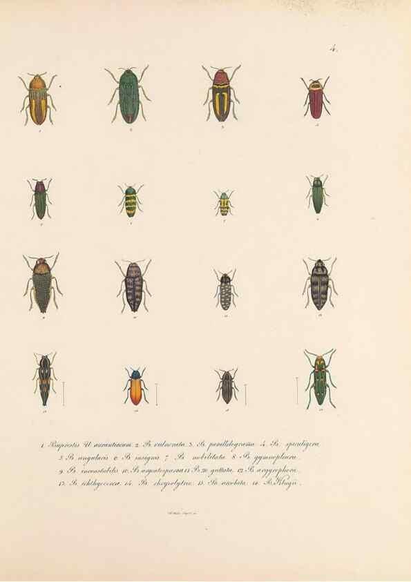 Reproducción/Reproduction 49431521827: Delectus animalium articulatorum :. Monachii :Impensis Editoris,1830-1834.. 