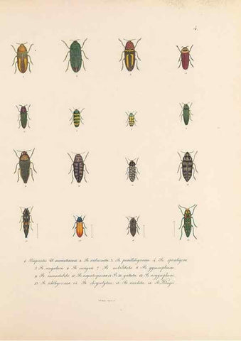Reproducción/Reproduction 49431521827: Delectus animalium articulatorum :. Monachii :Impensis Editoris,1830-1834.. 