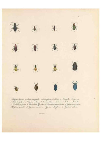 Reproducción/Reproduction 49430822983: Delectus animalium articulatorum :. Monachii :Impensis Editoris,1830-1834.. 