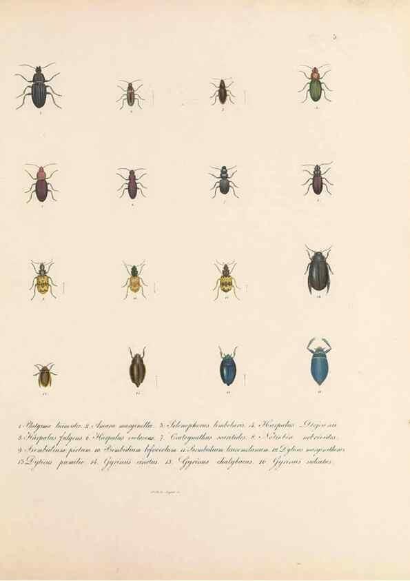 Reproducción/Reproduction 49430822983: Delectus animalium articulatorum :. Monachii :Impensis Editoris,1830-1834.. 