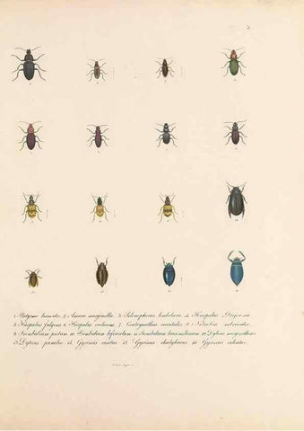 Reproducción/Reproduction 49430822983: Delectus animalium articulatorum :. Monachii :Impensis Editoris,1830-1834.. 