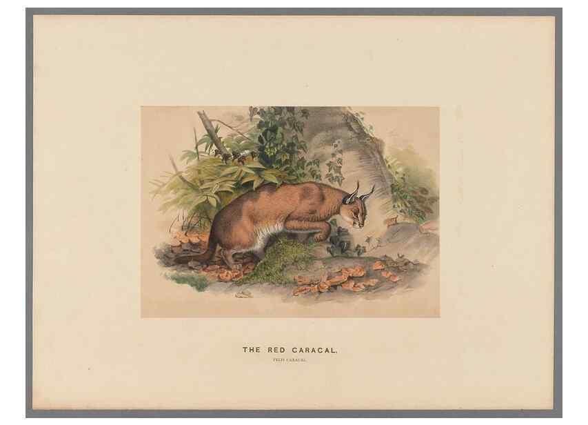 Reproducción/Reproduction 49419292152: Zoological sketches /. London :Henry Graves,1861-1867.. 