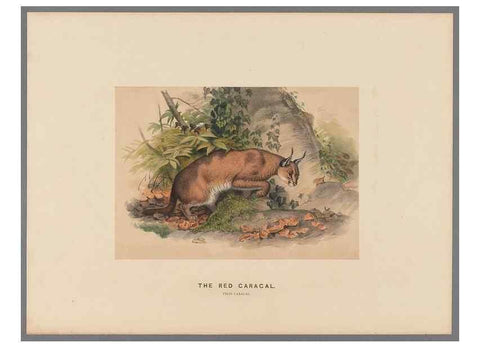 Reproducción/Reproduction 49419292152: Zoological sketches /. London :Henry Graves,1861-1867.. 