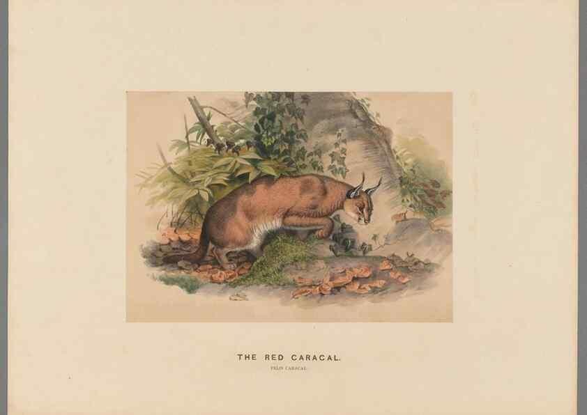 Reproducción/Reproduction 49419292152: Zoological sketches /. London :Henry Graves,1861-1867.. 