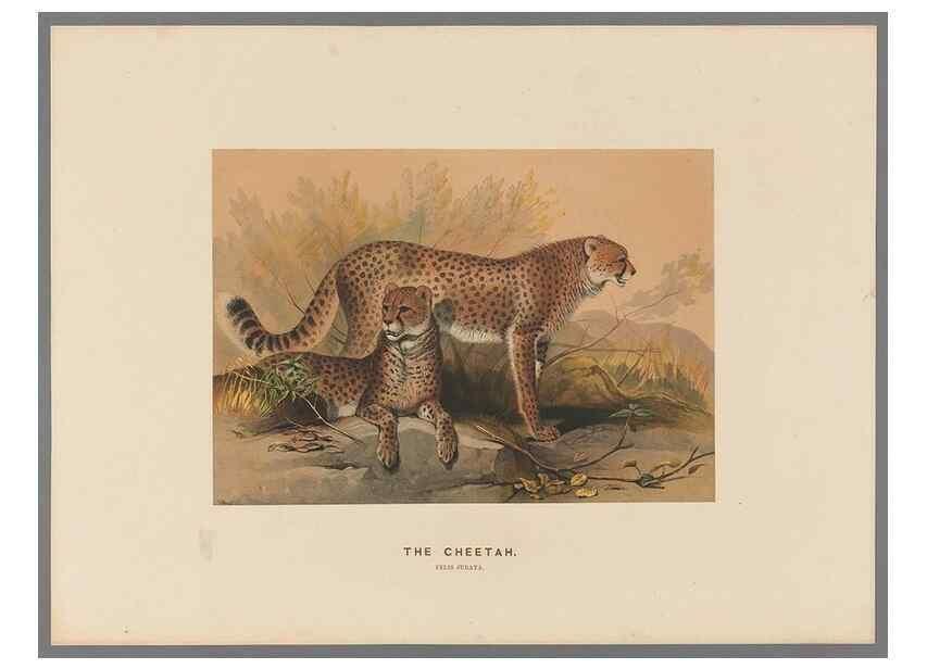 Reproducción/Reproduction 49418604053: Zoological sketches /. London :Henry Graves,1861-1867.. 