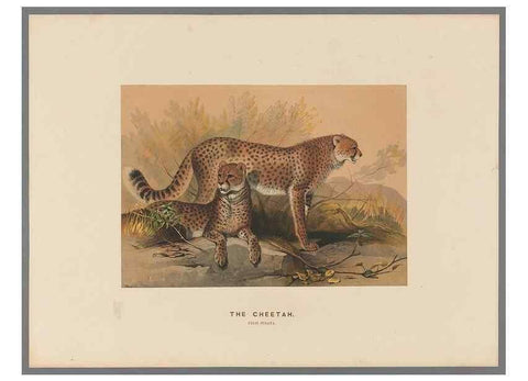 Reproducción/Reproduction 49418604053: Zoological sketches /. London :Henry Graves,1861-1867.. 