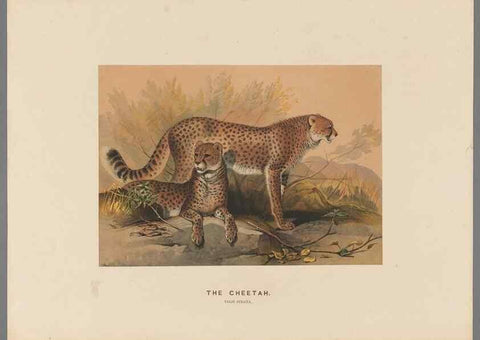 Reproducción/Reproduction 49418604053: Zoological sketches /. London :Henry Graves,1861-1867.. 