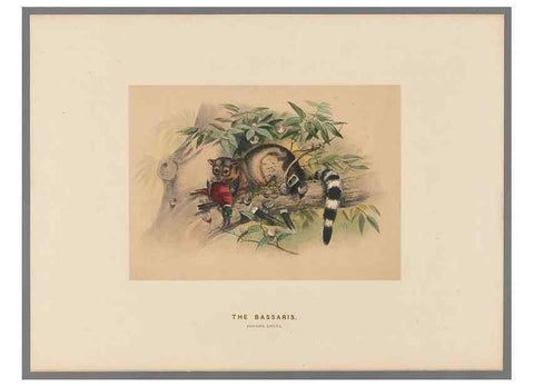 Reproducción/Reproduction 49419292712: Zoological sketches /. London :Henry Graves,1861-1867.. 