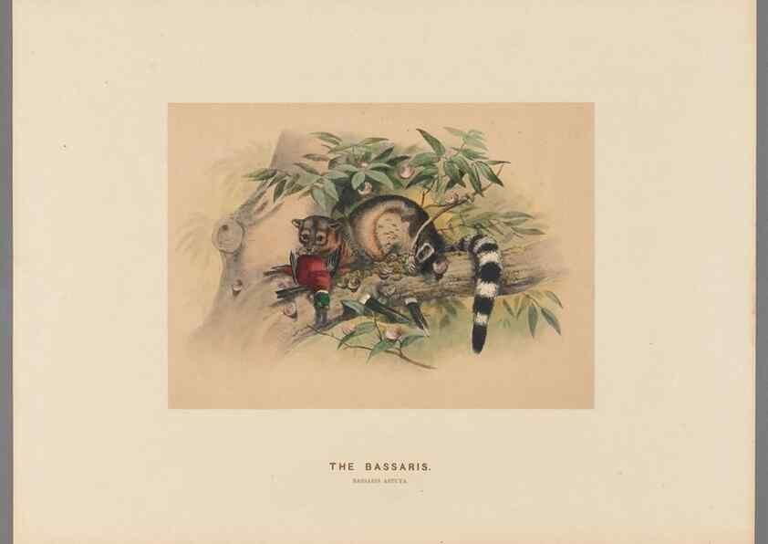 Reproducción/Reproduction 49419292712: Zoological sketches /. London :Henry Graves,1861-1867.. 