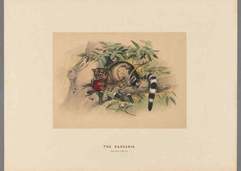 Reproducción/Reproduction 49419292712: Zoological sketches /. London :Henry Graves,1861-1867.. 