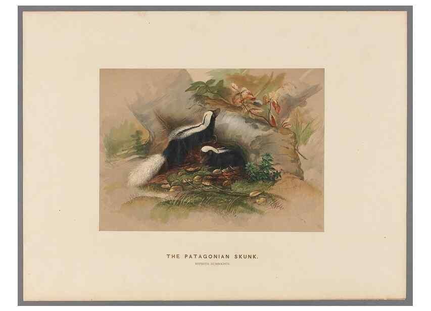 Reproducción/Reproduction 49418604418: Zoological sketches /. London :Henry Graves,1861-1867.. 
