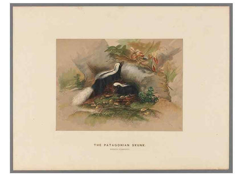 Reproducción/Reproduction 49418604418: Zoological sketches /. London :Henry Graves,1861-1867.. 