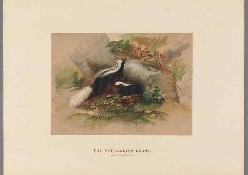 Reproducción/Reproduction 49418604418: Zoological sketches /. London :Henry Graves,1861-1867.. 