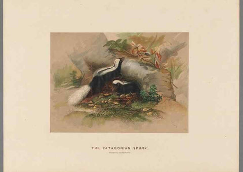 Reproducción/Reproduction 49418604418: Zoological sketches /. London :Henry Graves,1861-1867.. 