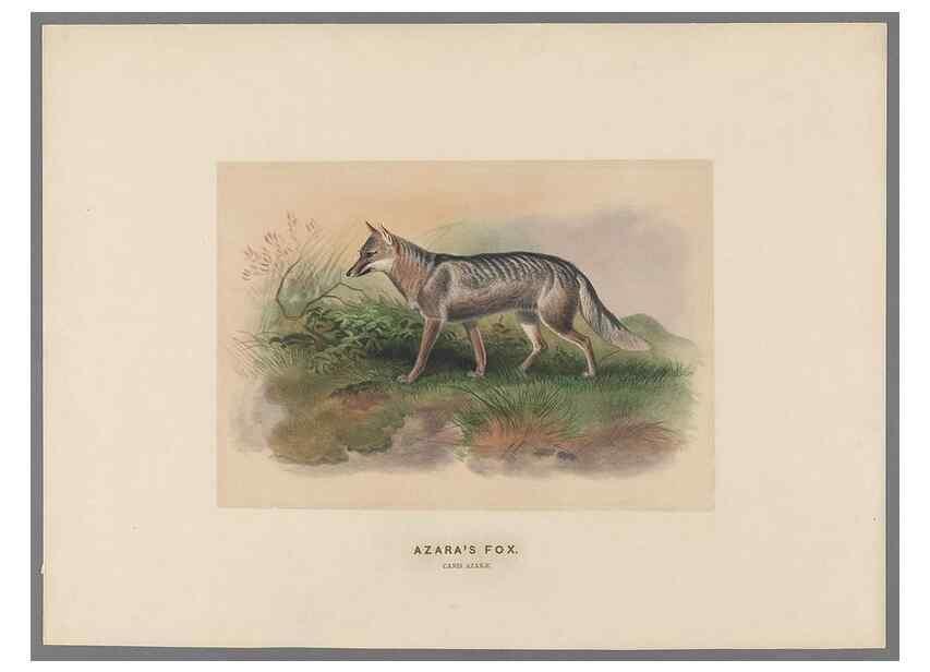 Reproducción/Reproduction 49418604618: Zoological sketches /. London :Henry Graves,1861-1867.. 