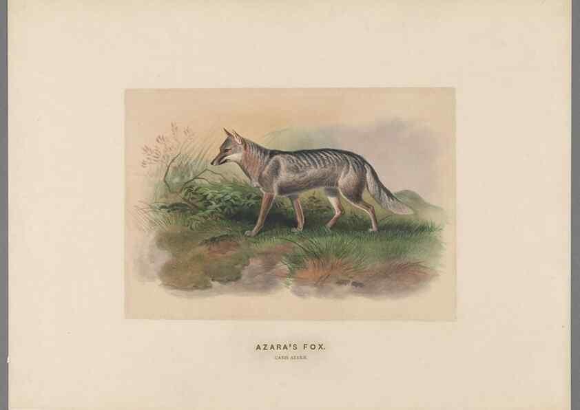 Reproducción/Reproduction 49418604618: Zoological sketches /. London :Henry Graves,1861-1867.. 