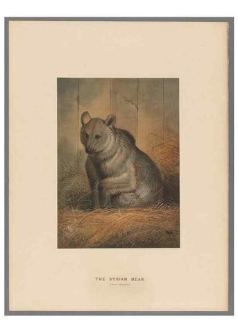 Reproducción/Reproduction 49419074116: Zoological sketches /. London :Henry Graves,1861-1867.. 