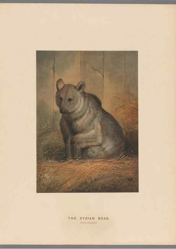 Reproducción/Reproduction 49419074116: Zoological sketches /. London :Henry Graves,1861-1867.. 
