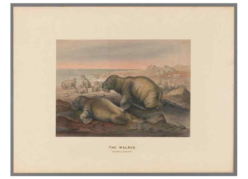 Reproducción/Reproduction 49419293447: Zoological sketches /. London :Henry Graves,1861-1867.. 