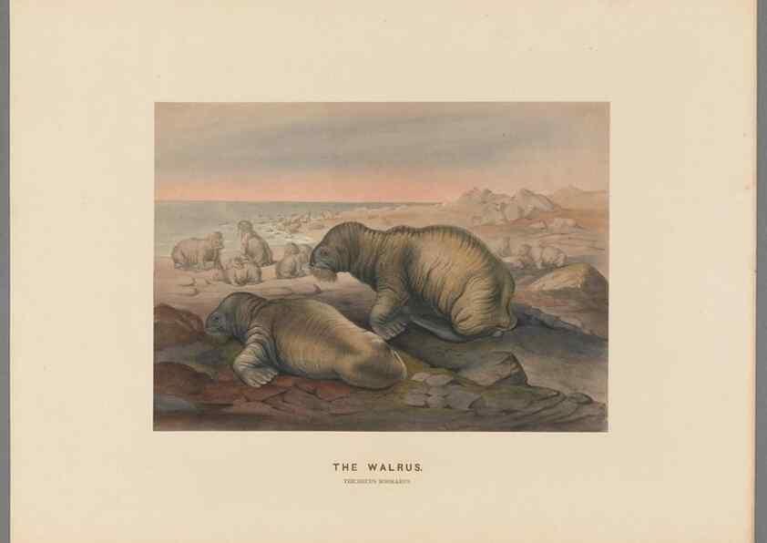 Reproducción/Reproduction 49419293447: Zoological sketches /. London :Henry Graves,1861-1867.. 