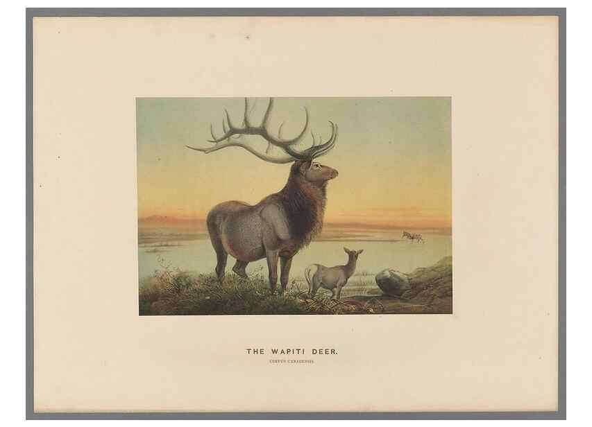 Reproducción/Reproduction 49419293622: Zoological sketches /. London :Henry Graves,1861-1867.. 