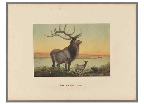 Reproducción/Reproduction 49419293622: Zoological sketches /. London :Henry Graves,1861-1867.. 