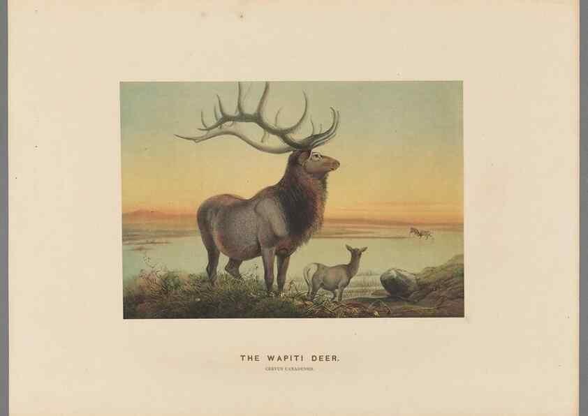 Reproducción/Reproduction 49419293622: Zoological sketches /. London :Henry Graves,1861-1867.. 