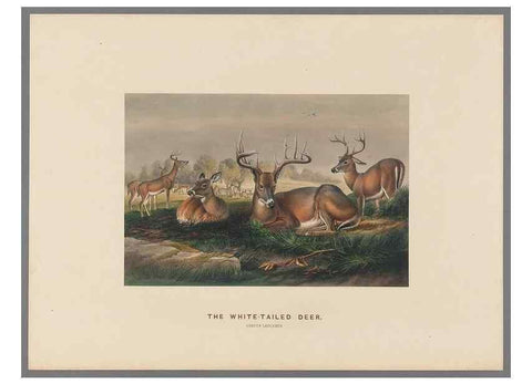 Reproducción/Reproduction 49418605358: Zoological sketches /. London :Henry Graves,1861-1867.. 