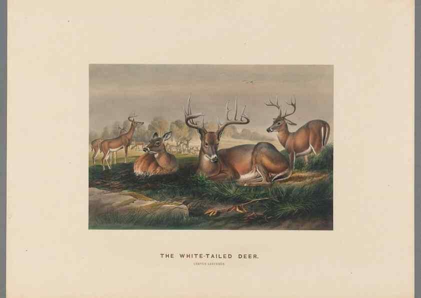 Reproducción/Reproduction 49418605358: Zoological sketches /. London :Henry Graves,1861-1867.. 