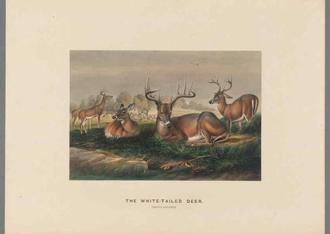 Reproducción/Reproduction 49418605358: Zoological sketches /. London :Henry Graves,1861-1867.. 