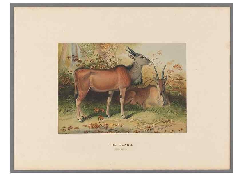 Reproducción/Reproduction 49419074941: Zoological sketches /. London :Henry Graves,1861-1867.. 