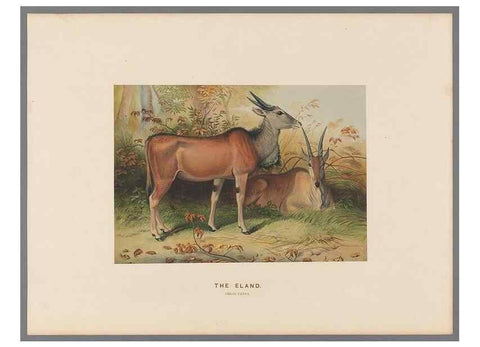 Reproducción/Reproduction 49419074941: Zoological sketches /. London :Henry Graves,1861-1867.. 
