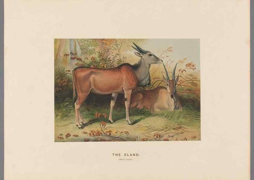 Reproducción/Reproduction 49419074941: Zoological sketches /. London :Henry Graves,1861-1867.. 