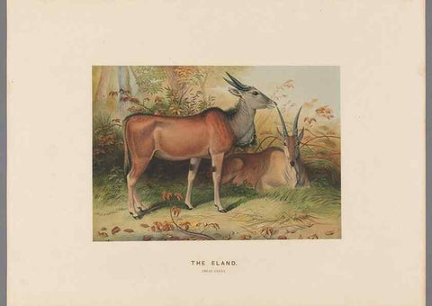 Reproducción/Reproduction 49419074941: Zoological sketches /. London :Henry Graves,1861-1867.. 