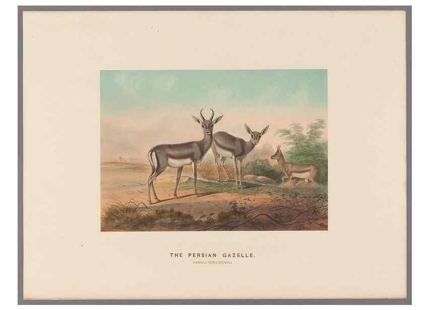Reproducción/Reproduction 49419075231: Zoological sketches /. London :Henry Graves,1861-1867.. 