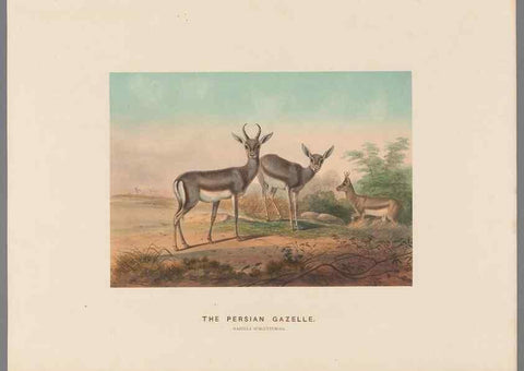 Reproducción/Reproduction 49419075231: Zoological sketches /. London :Henry Graves,1861-1867.. 