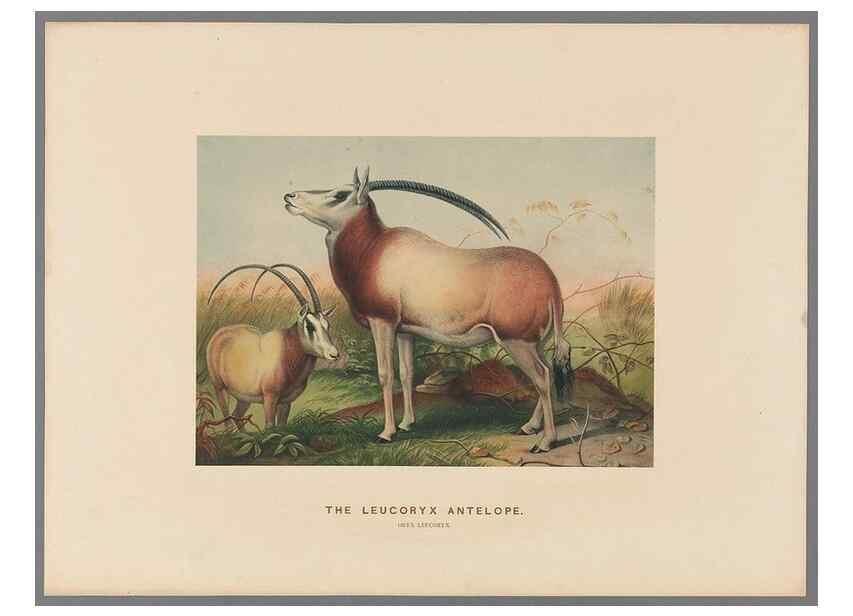 Reproducción/Reproduction 49419075471: Zoological sketches /. London :Henry Graves,1861-1867.. 