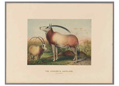 Reproducción/Reproduction 49419075471: Zoological sketches /. London :Henry Graves,1861-1867.. 