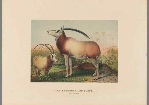 Reproducción/Reproduction 49419075471: Zoological sketches /. London :Henry Graves,1861-1867.. 
