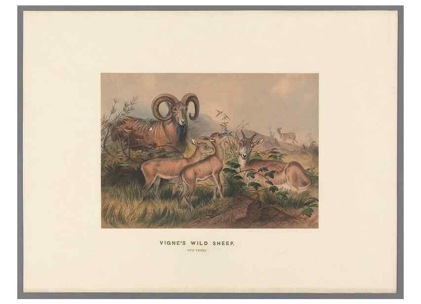 Reproducción/Reproduction 49419294852: Zoological sketches /. London :Henry Graves,1861-1867.. 