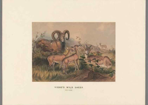 Reproducción/Reproduction 49419294852: Zoological sketches /. London :Henry Graves,1861-1867.. 