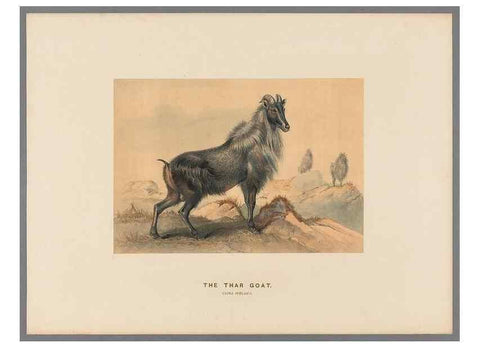 Reproducción/Reproduction 49419295007: Zoological sketches /. London :Henry Graves,1861-1867.. 