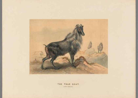 Reproducción/Reproduction 49419295007: Zoological sketches /. London :Henry Graves,1861-1867.. 