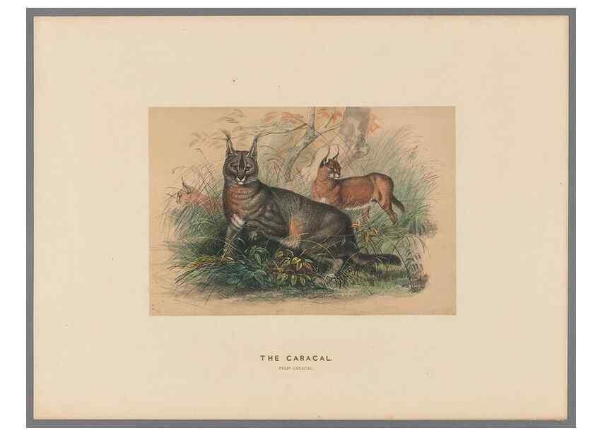 Reproducción/Reproduction 49419072741: Zoological sketches /. London :Henry Graves,1861-1867.. 