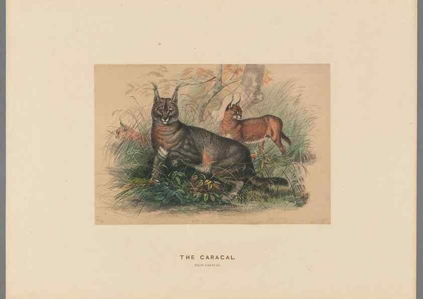 Reproducción/Reproduction 49419072741: Zoological sketches /. London :Henry Graves,1861-1867.. 