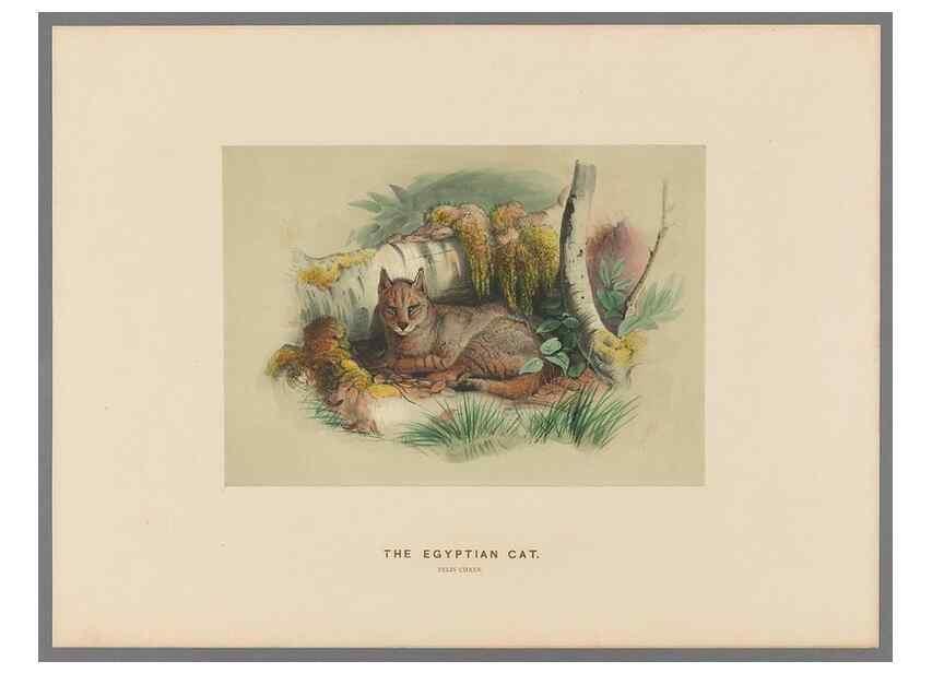 Reproducción/Reproduction 49419072521: Zoological sketches /. London :Henry Graves,1861-1867.. 