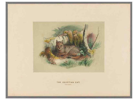 Reproducción/Reproduction 49419072521: Zoological sketches /. London :Henry Graves,1861-1867.. 