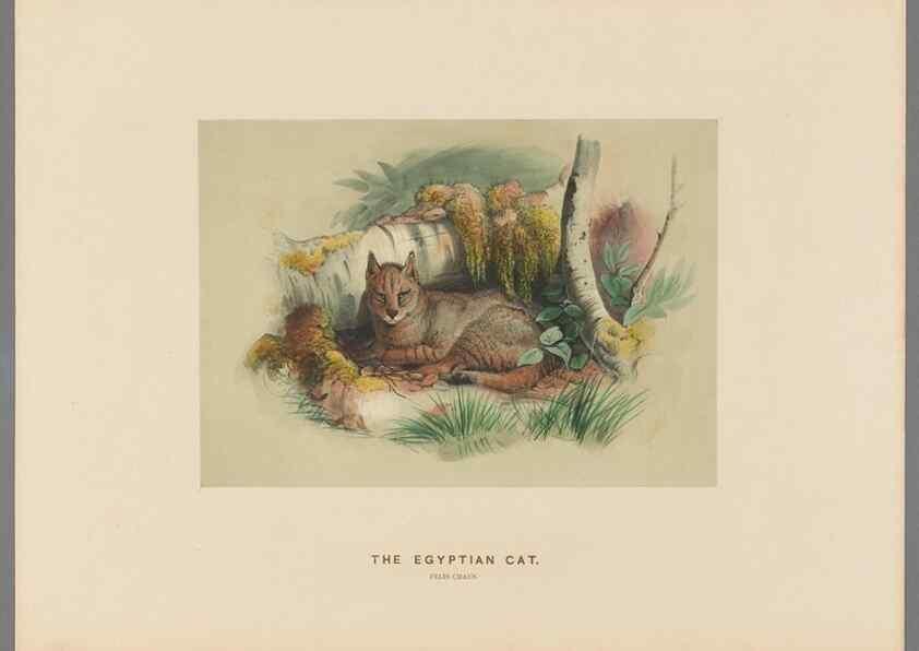 Reproducción/Reproduction 49419072521: Zoological sketches /. London :Henry Graves,1861-1867.. 