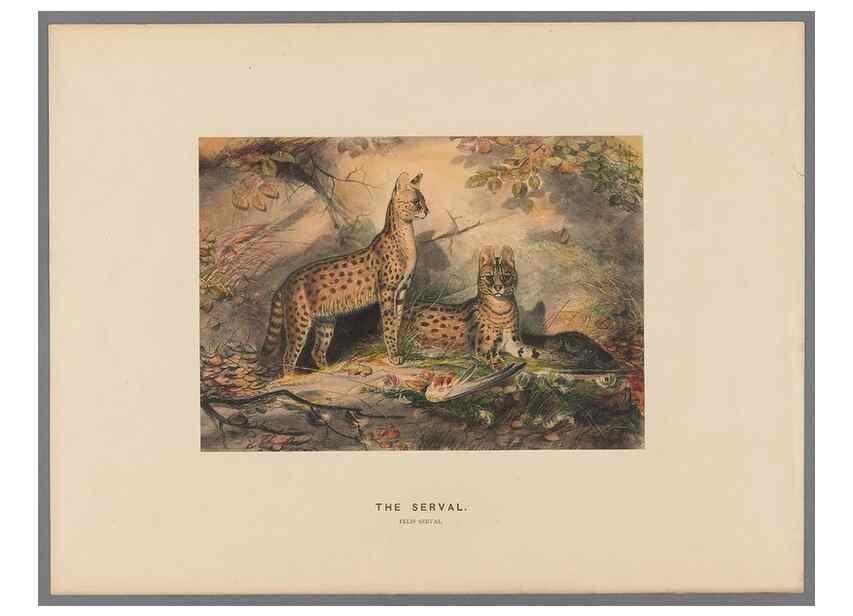 Reproducción/Reproduction 49419072231: Zoological sketches /. London :Henry Graves,1861-1867.. 