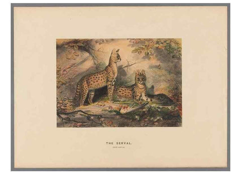 Reproducción/Reproduction 49419072231: Zoological sketches /. London :Henry Graves,1861-1867.. 